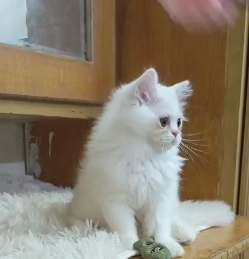 Persian triple coat /punch face/ male /female kitten cat — photo 4