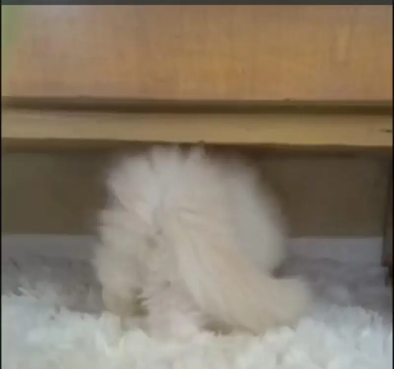 Persian triple coat /punch face/ male /female kitten cat — photo 5