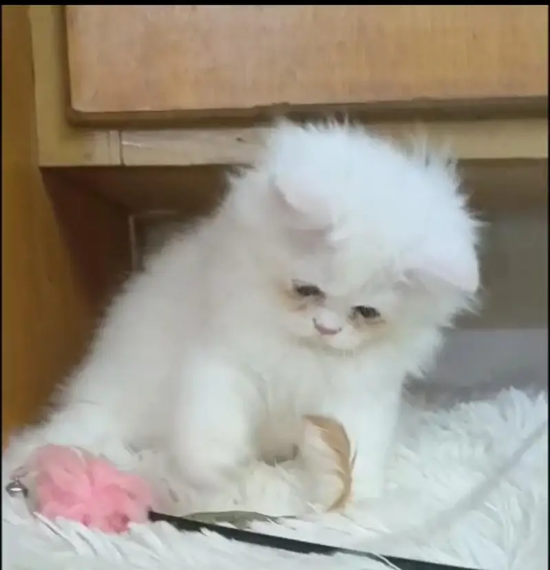 Persian triple coat /punch face/ male /female kitten cat — photo 6