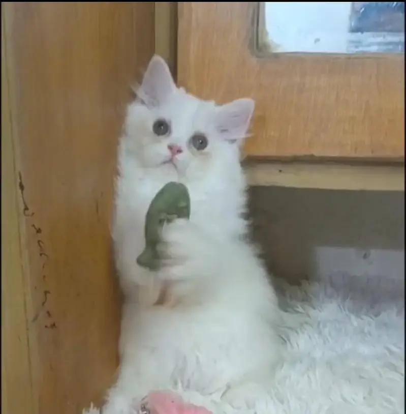 Persian triple coat /punch face/ male /female kitten cat — photo 7