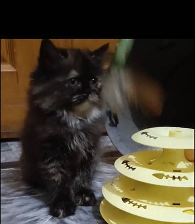 Persian triple coat /punch face/ male /female kitten cat