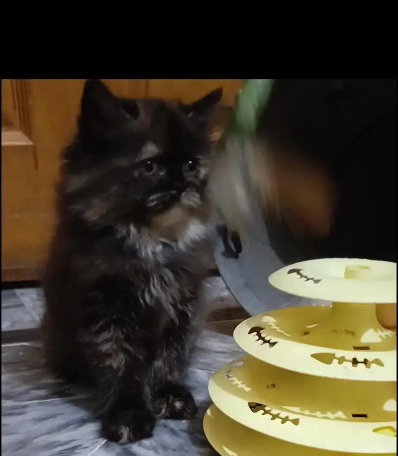 Persian triple coat /punch face/ male /female kitten cat — photo 10