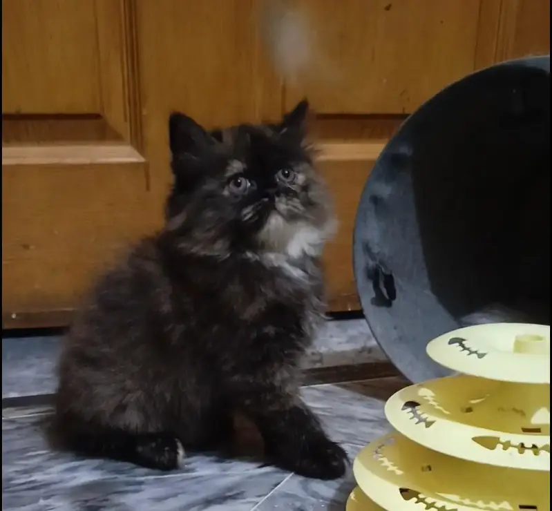 Persian triple coat /punch face/ male /female kitten cat — photo 11