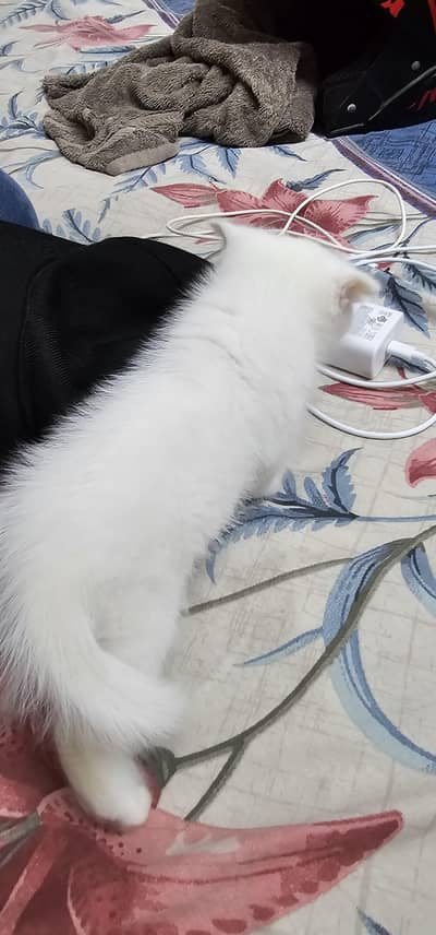 Persian kitten blue eyes
