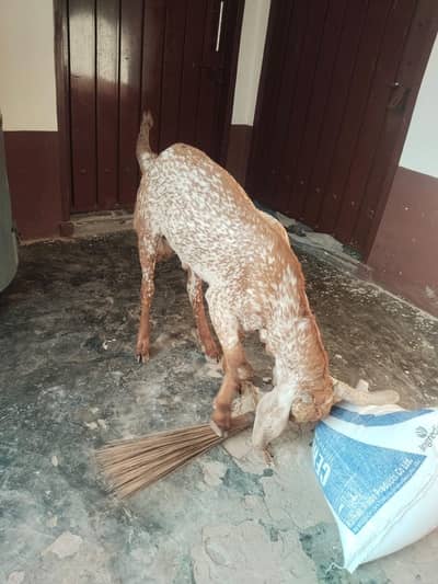 desi Bakra for Sale