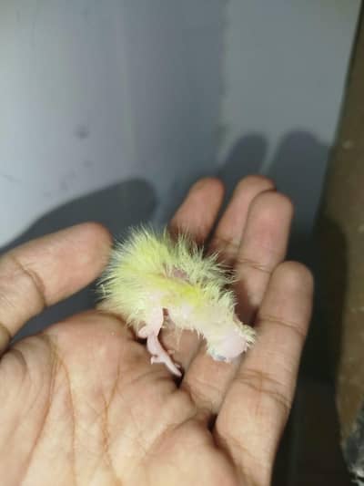 Day 1 To 7 Month All Type Of Handtamed Cocktail Available