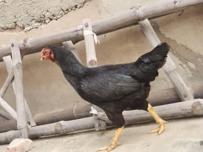 Black Java Mianwali Hen