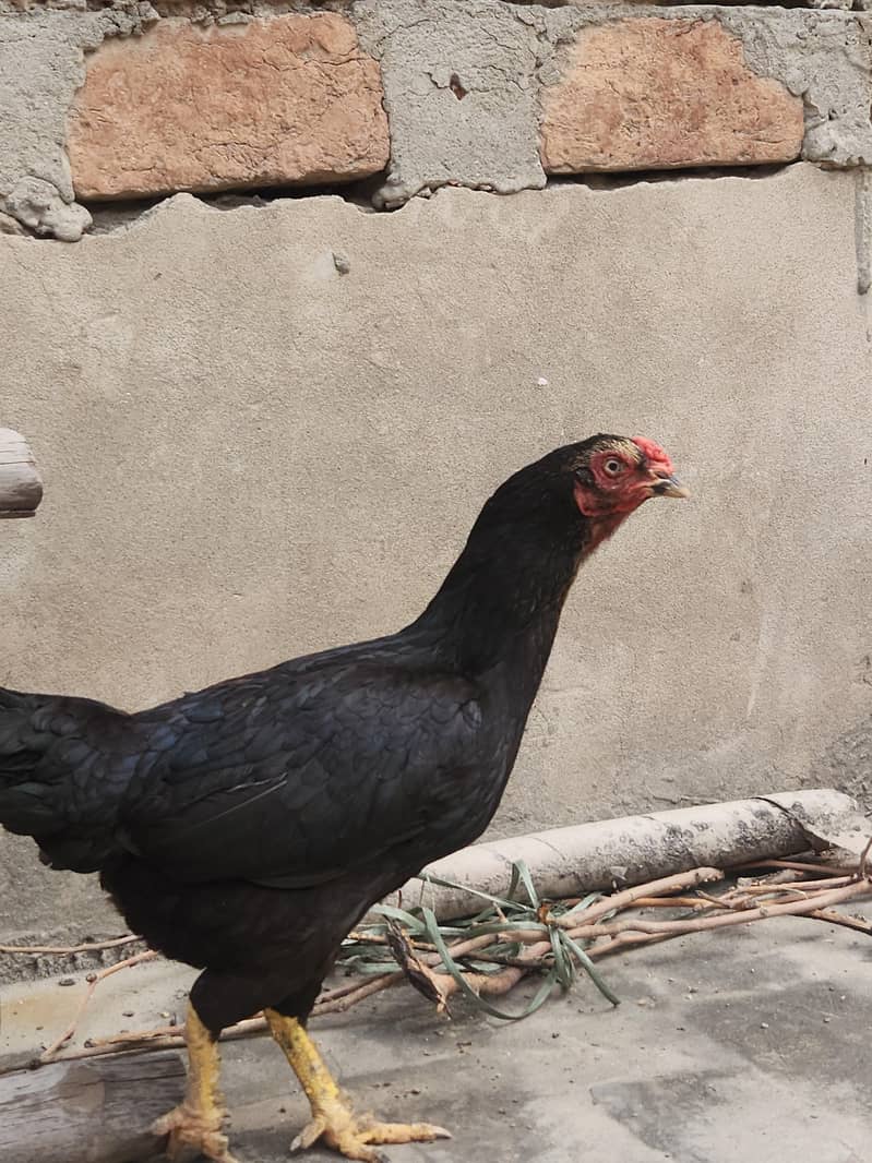 Black Java Mianwali Hen 1