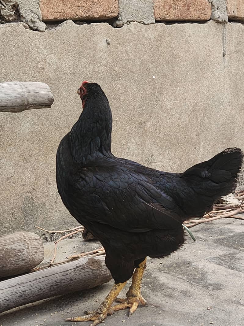 Black Java Mianwali Hen 2