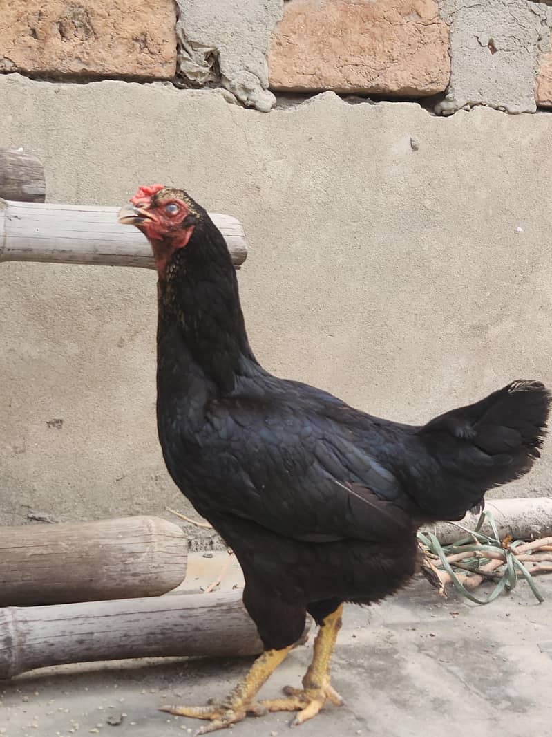 Black Java Mianwali Hen 3