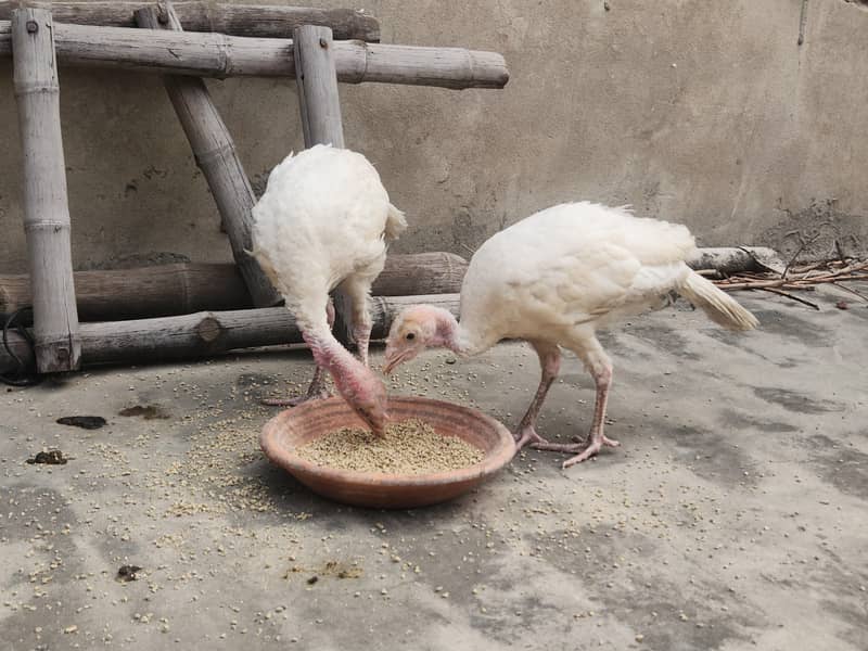 Black Java Mianwali Hen 4
