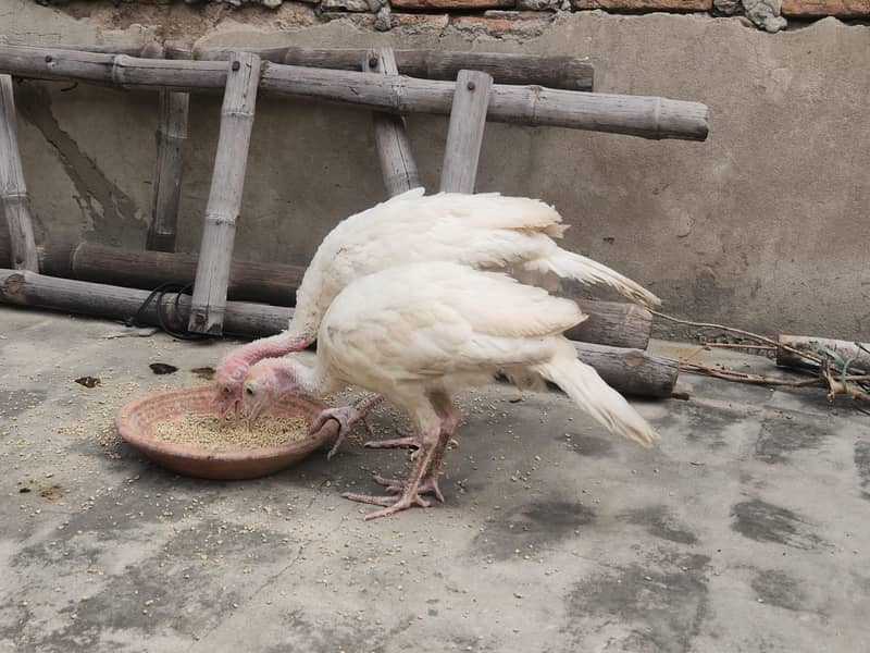 Black Java Mianwali Hen 5