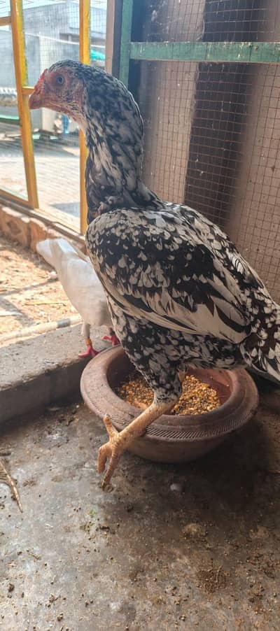 Pure Mianwali Aseel And Cheeni Female For Sale
