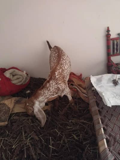 desi Bakra for sale