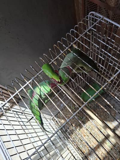 raw parrot pair vip bolte hwe.