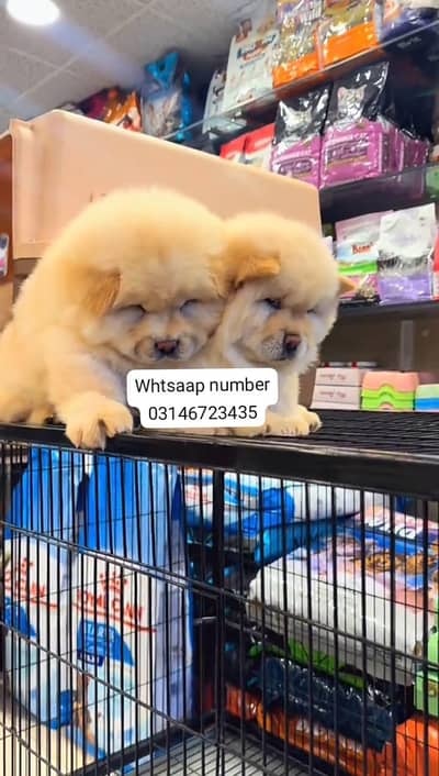 chow chow puppy fore sale