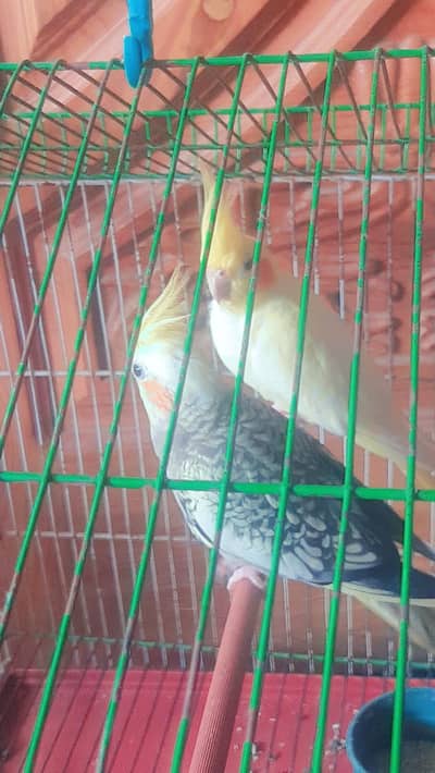 cocktail breeder pairy ready for eggs with cage looking for new home,
