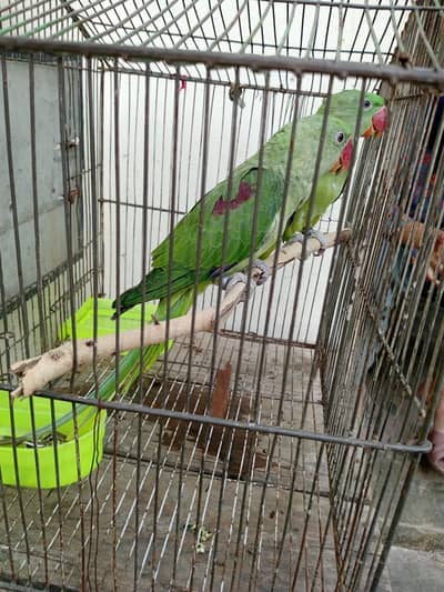 kashmiri Raw parrot
