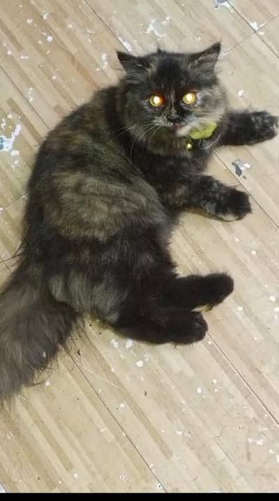 Persian cat for sale