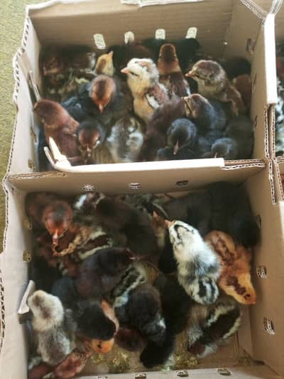 chicks