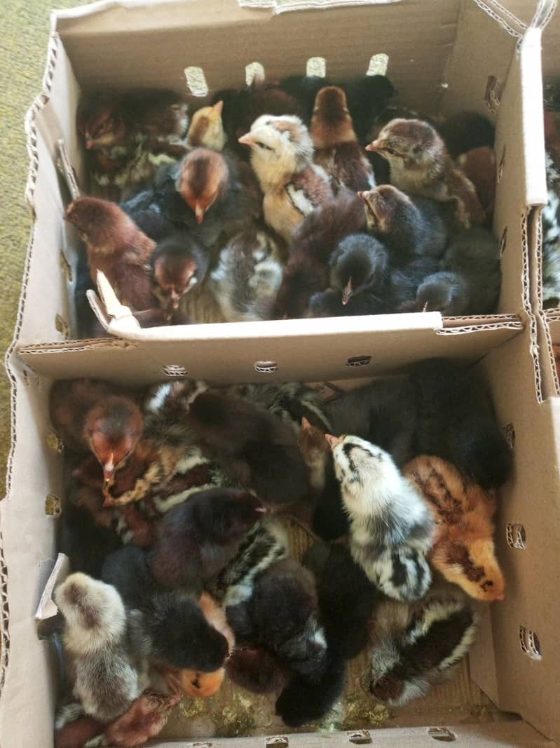 chicks 0