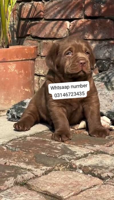Labrador puppies for sale