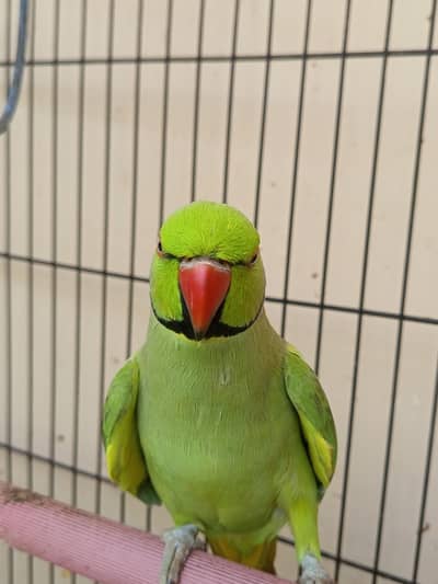 green ring neck
