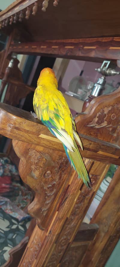 Sun conure Full active 2 years