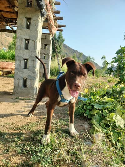 American pitbull terrier puppy | Pure Bloodline | pitbull puppy |