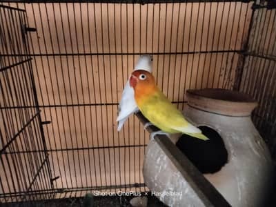 Lotino and Albino
