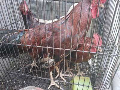 desi murga available full breeder