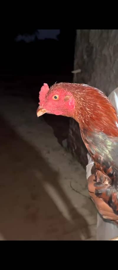 Home breed aseel pathy