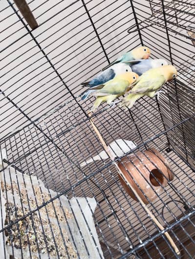 Beautiful Loverbirds, Cockatiel, Budgies