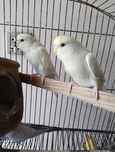 Beautiful Loverbirds, Cockatiel, Budgies