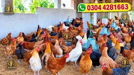 golden misri / Ande Dene Wali murgi / desi murghi / egg laying hen