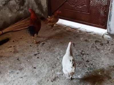 Desi breed