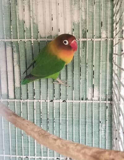FISHER MALE FOR SELL
