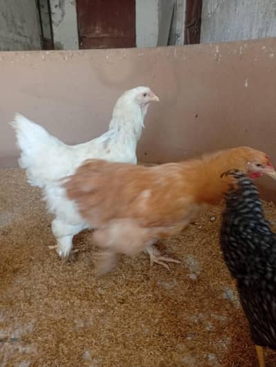Golden Buff hens available