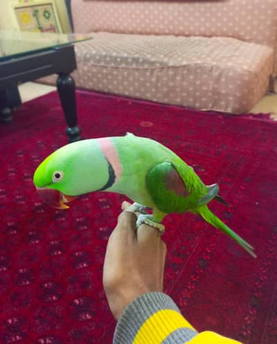Kasmiri Raw parrot | Hand tame | Talking