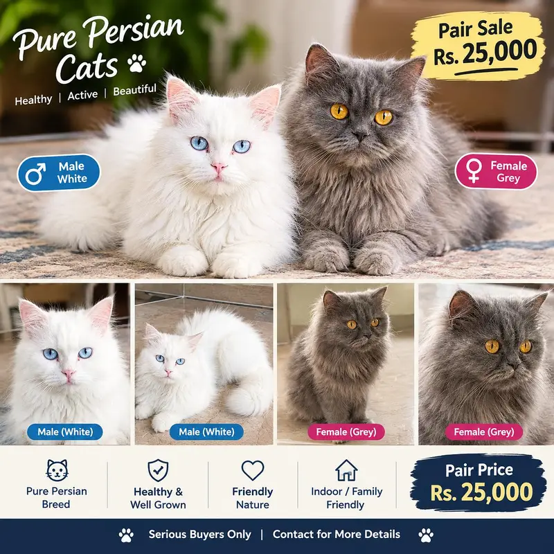 Persain Cat  |  Persain Pair | Punch Face | Doll Face | Cats