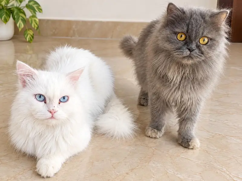 Persain Cat  |  Persain Pair | Punch Face | Doll Face | Cats — photo 2