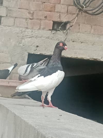 male pegion kabotar danish 2 male