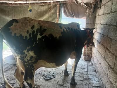 6 dant cow aseel