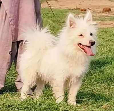 Russian dog for sale