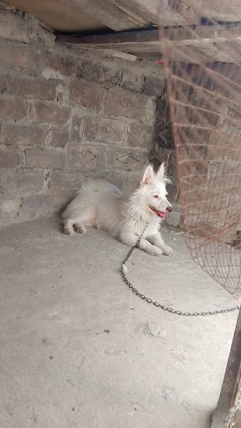 russian-dog-for-sale-dogs-1119480867