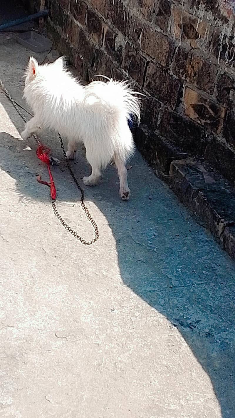 russian-dog-for-sale-dogs-1119480867