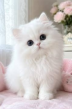 CUTE PLAYFUL PERSIAN KITTENS