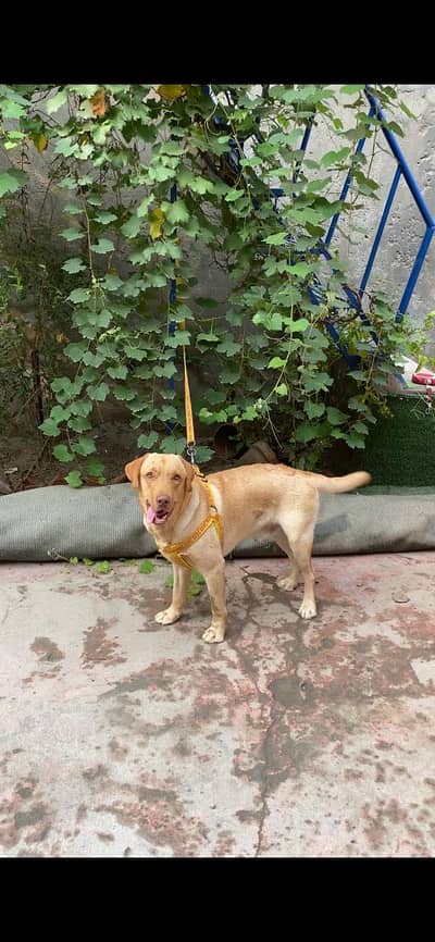 Hi. i have a lab dog 13 months very friendly and sweet trained dog