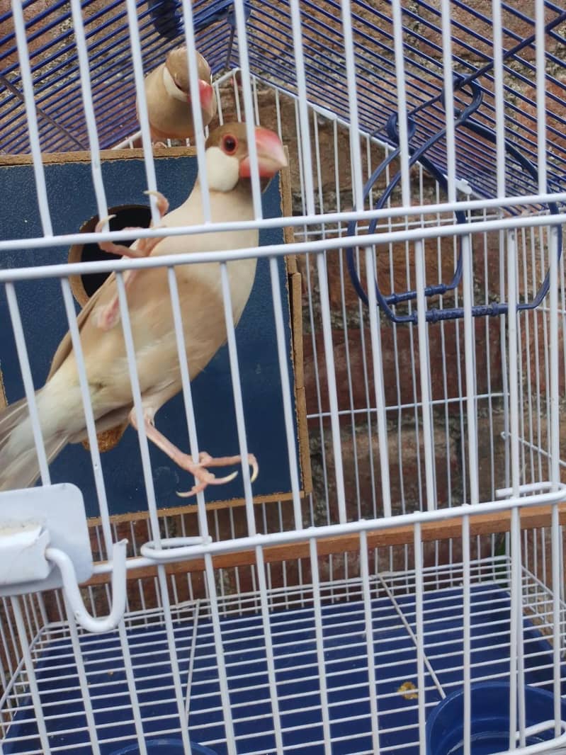 java finches 0