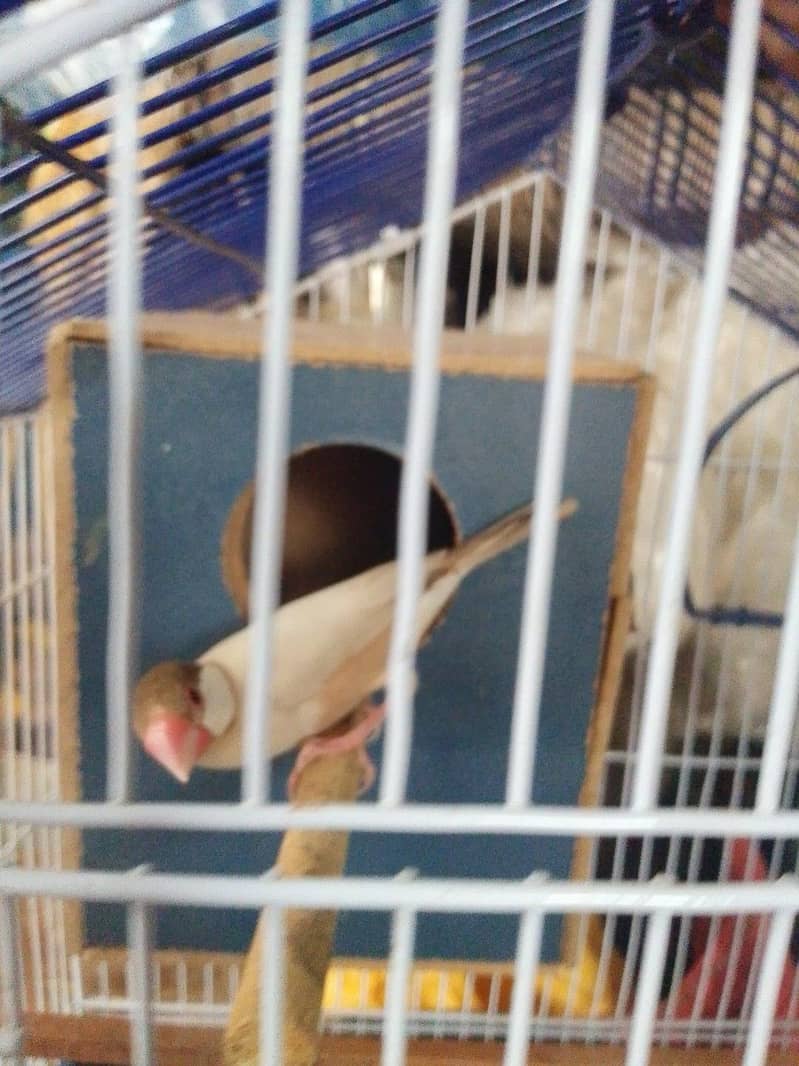 java finches 4